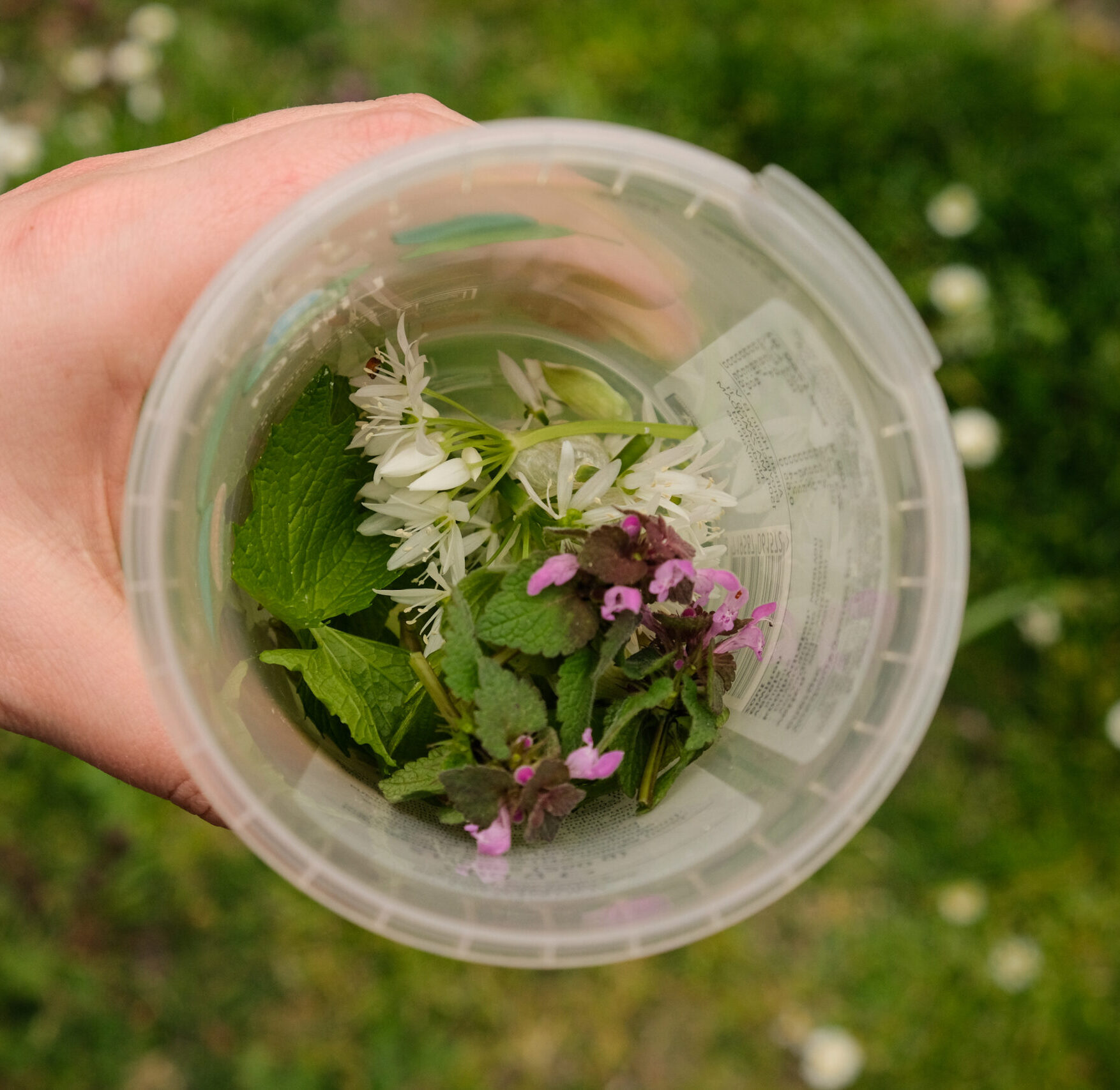 Wildplukwandeling Amersfoort